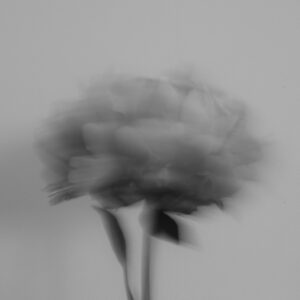 Raffle: "We Are Flowers (#3)" by Isabella C.
