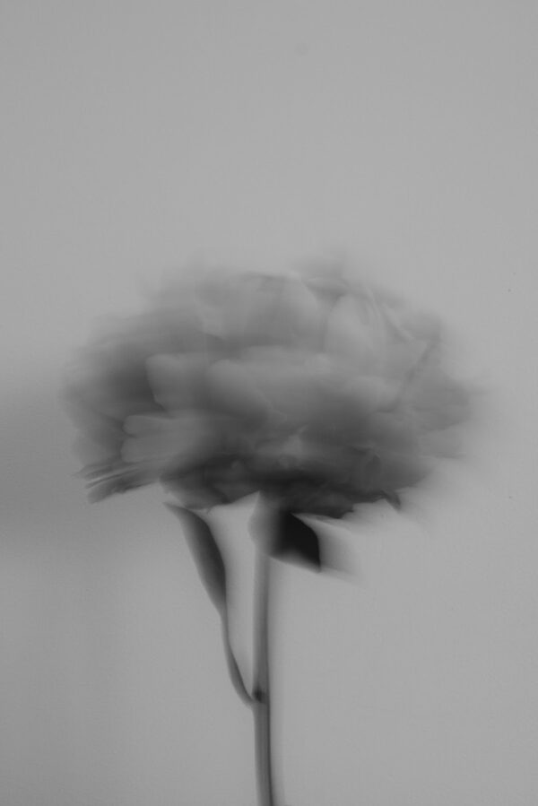 Raffle: "We Are Flowers (#3)" by Isabella C.