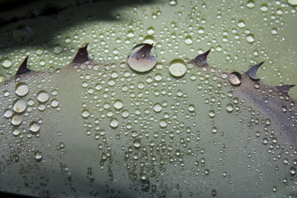 Raffle: "A Study of Water Drops with Flash #2" by Elliot H.