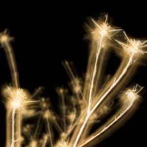 Raffle: "Earth's Stars" by Elliot H.