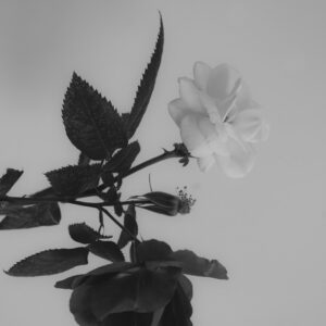 Raffle: "We Are Flowers (#1)" by Isabella C.