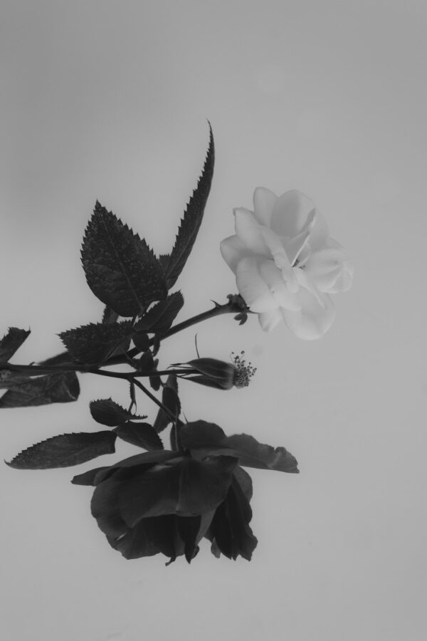 Raffle: "We Are Flowers (#1)" by Isabella C.