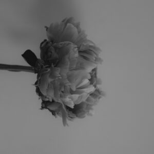 Raffle: "We Are Flowers (#2)" by Isabella C.
