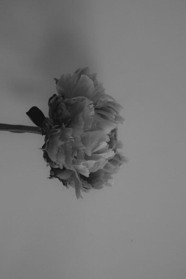 Raffle: "We Are Flowers (#2)" by Isabella C.